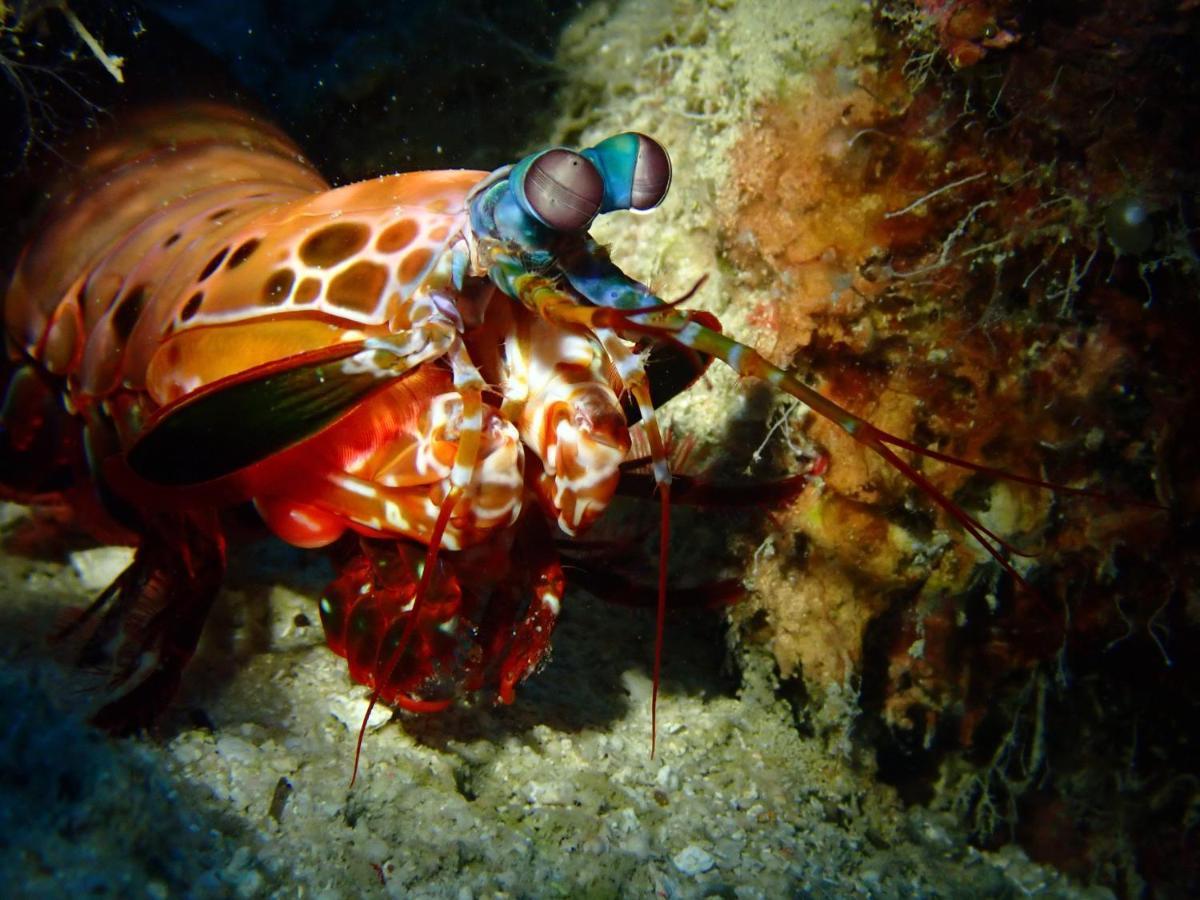 Alegria Dive Resort Eksteriør bilde