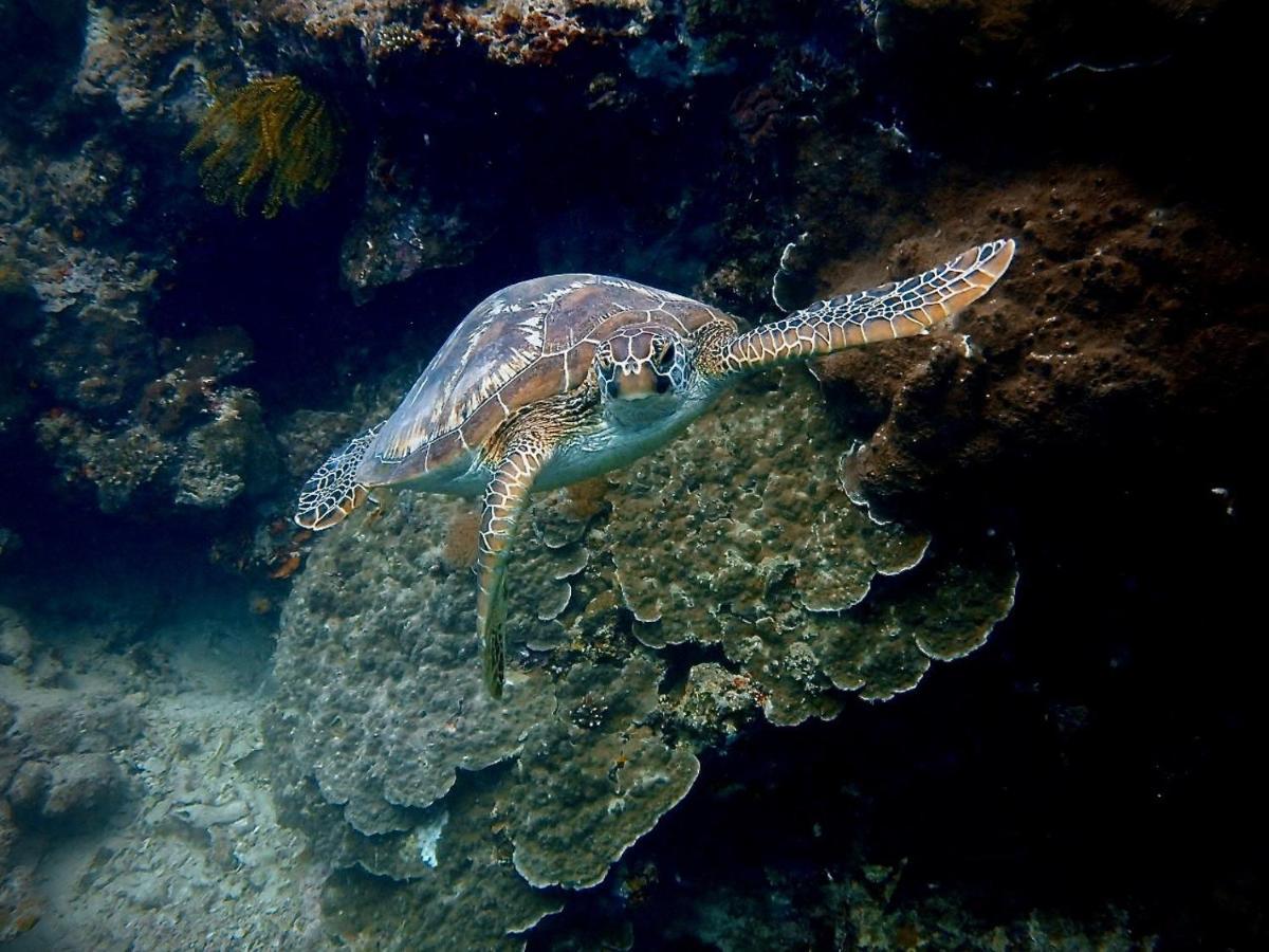 Alegria Dive Resort Eksteriør bilde